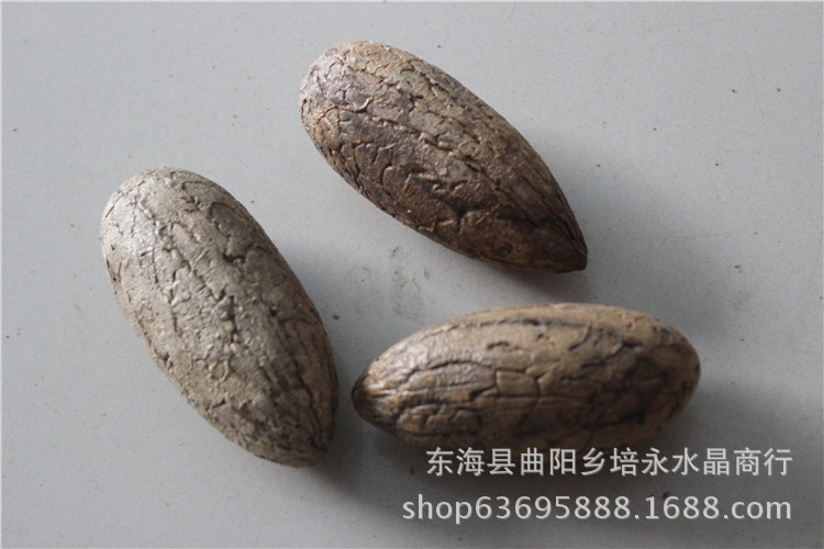 千眼菩提子四十年开花结果,结果之后,其树很太容易枯萎.