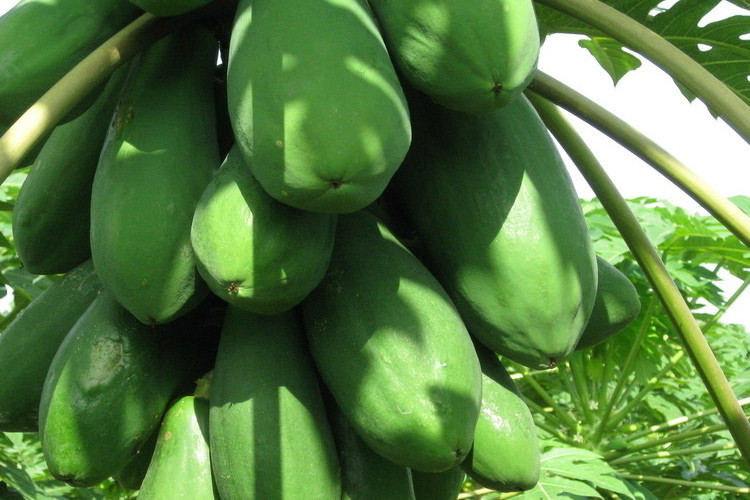 其他茶叶-产地直销广西特产天然青木瓜粉可搭