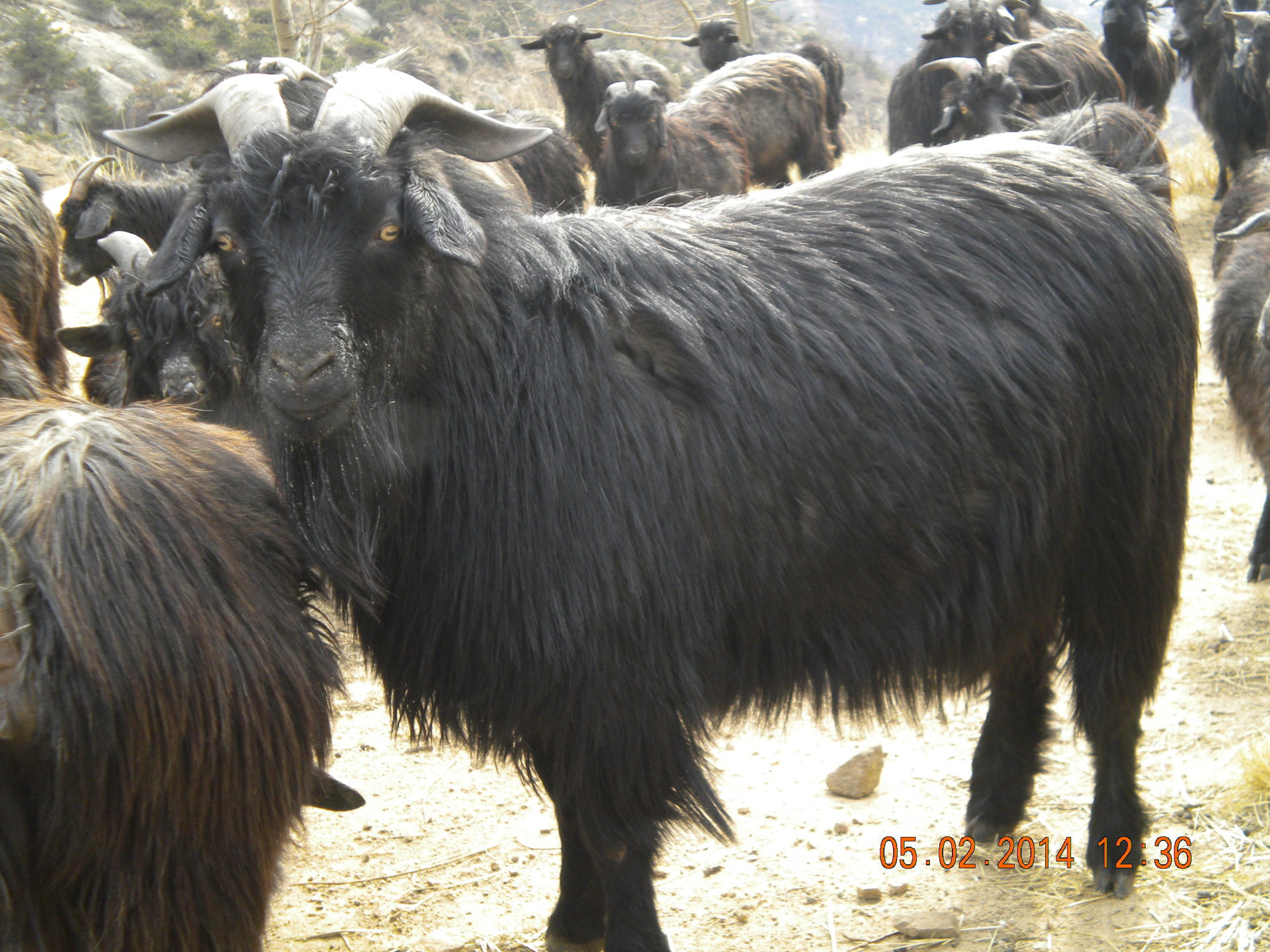 黑山羊-求购黑山羊--阿里巴巴采购平台求购产品