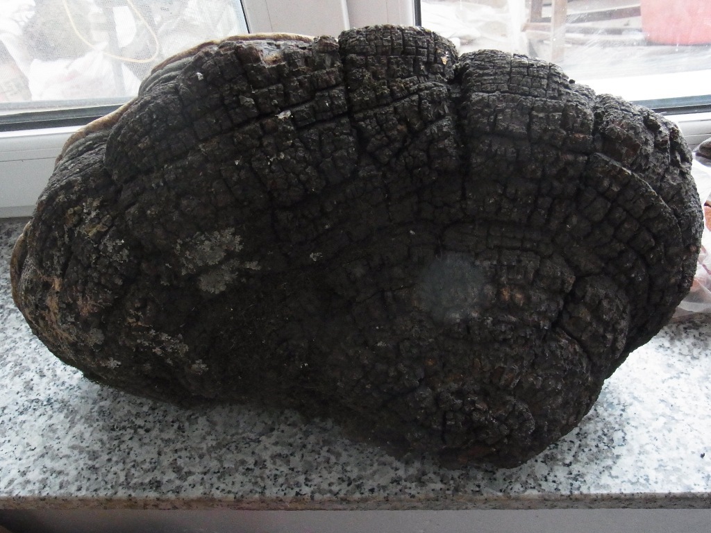 植物原药材-野生灵芝 桦树桑黄 免费切块 长白