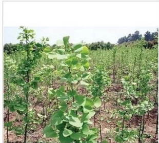 -银杏苗又名白果树苗 全身是宝 抗污染不生虫的