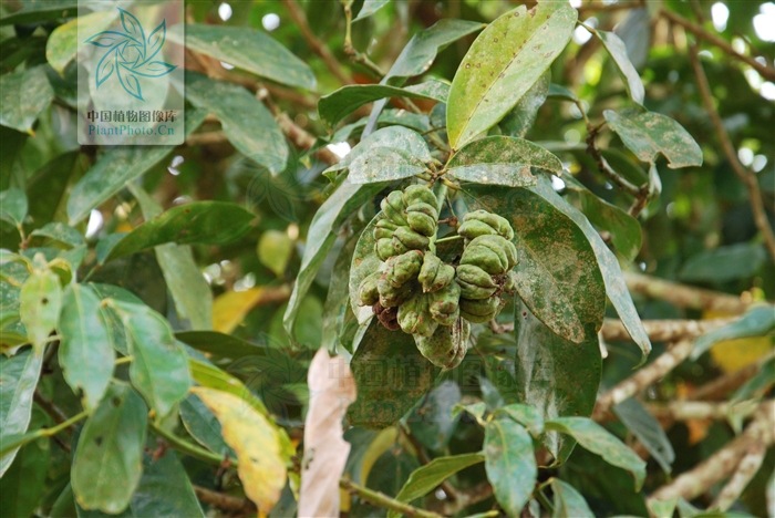 植物提取物-网络热销可乐果提取物\/红可拉提取