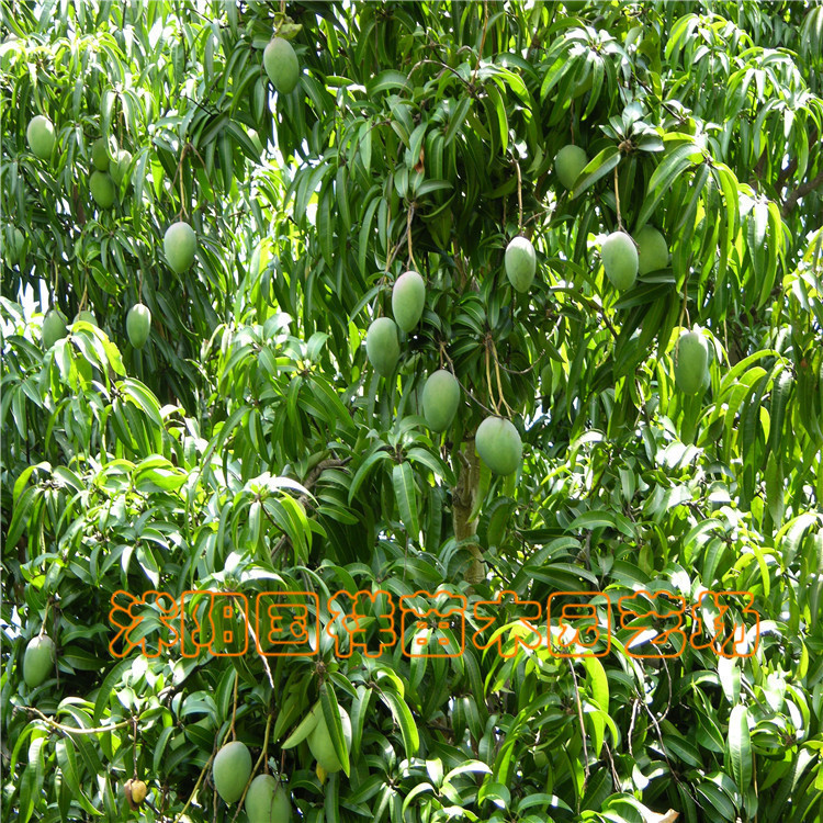 芒果苗-芒果苗--阿里巴巴采购平台求购产品详情