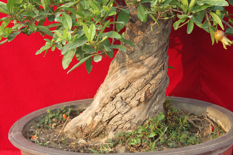 【观花果石榴盆景 红花当年挂果 老根树桩 高档
