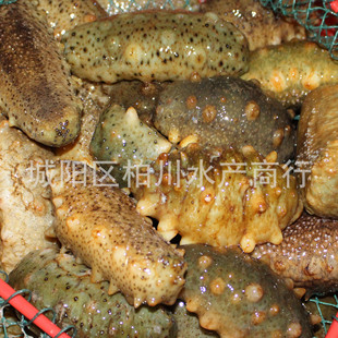 其他鲜活水产品-供应青岛当地野生鲜活海参、