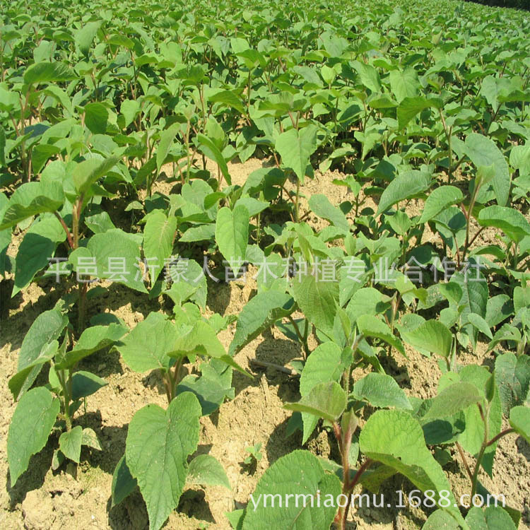 果树-果树苗木批发 盆栽地栽爬藤嫁接猕猴桃苗