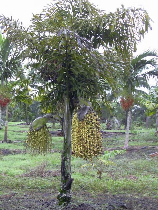 供 鱼尾葵 杆高1-8米 地苗 移植苗 自产自销