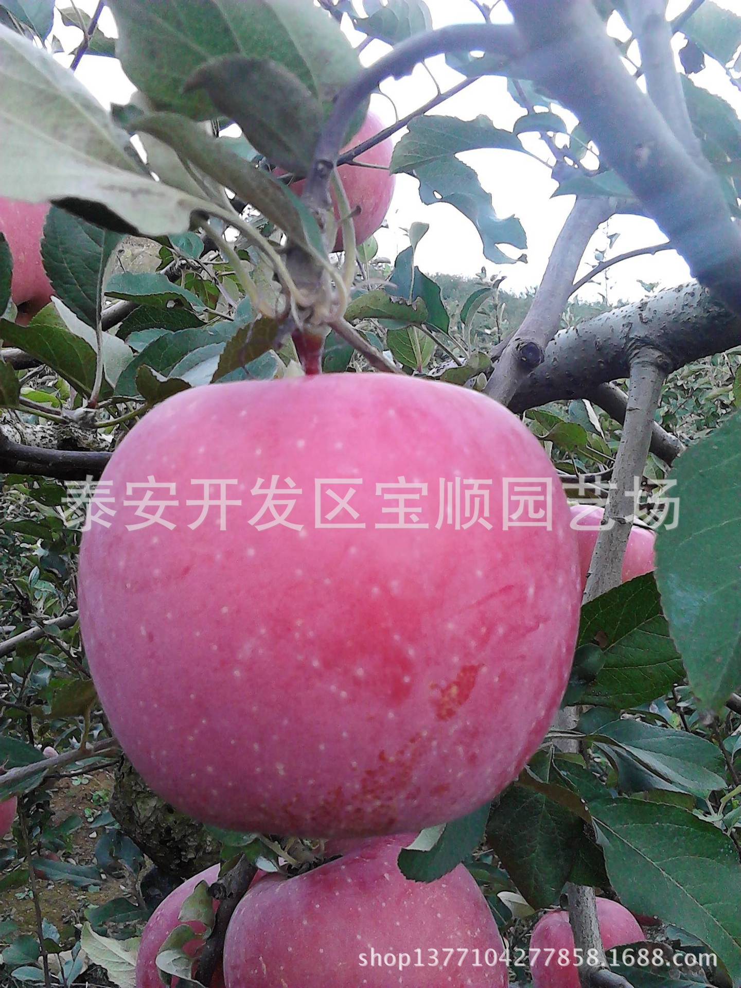 20121024163255817035efc3ef4cf9