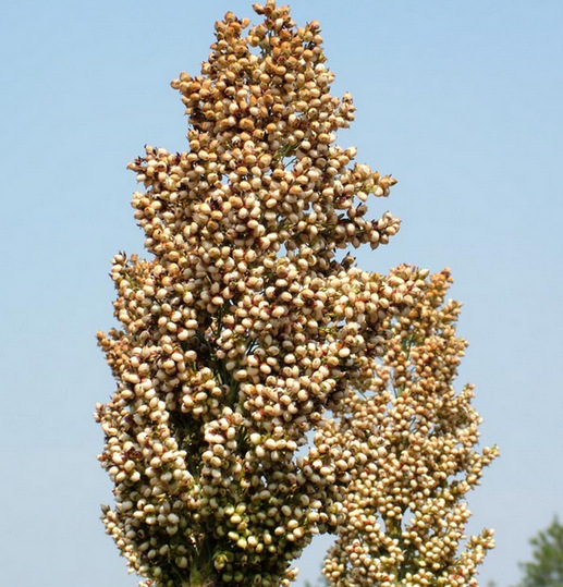 稻麦脱粒机高粱1