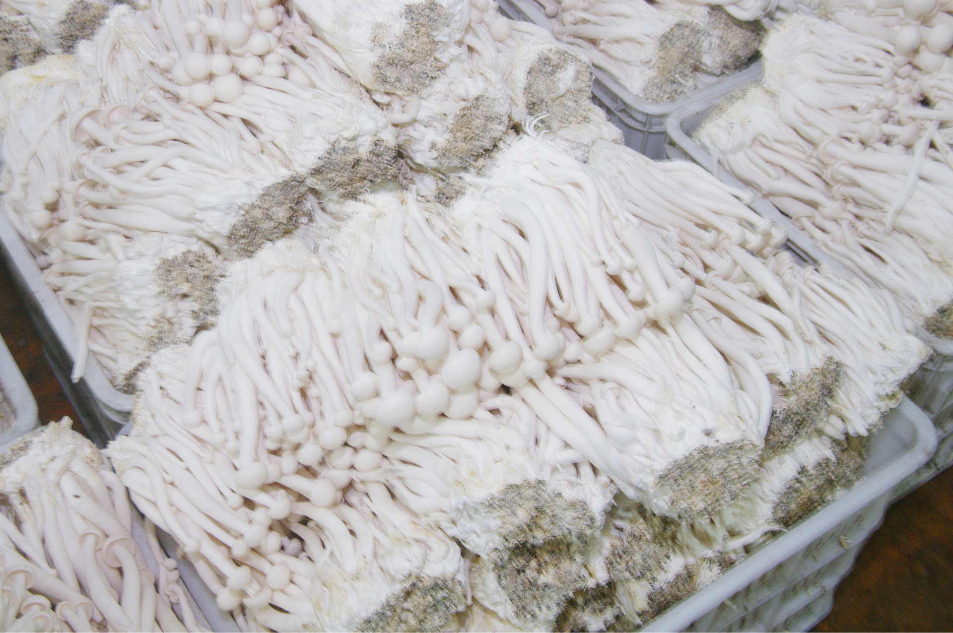 新鲜出炉口感极佳鲜蟹味菇 三级海鲜菇 珍稀菌种美味