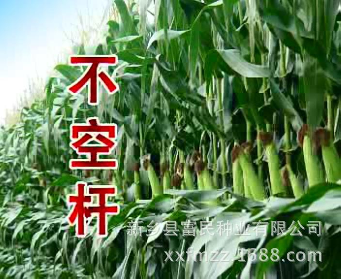 2014年 高产玉米 红轴米质好玉米 圣瑞8 让利促销