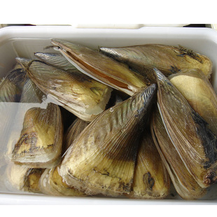 贝类-海鲜 鲜活 鲜贝 鲜活带子批发海鲜 水产 鲜