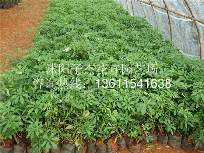 办公室客厅绿色植物花卉盆栽盆景,鸭掌木,鸭脚木,八方来财,吸甲醛