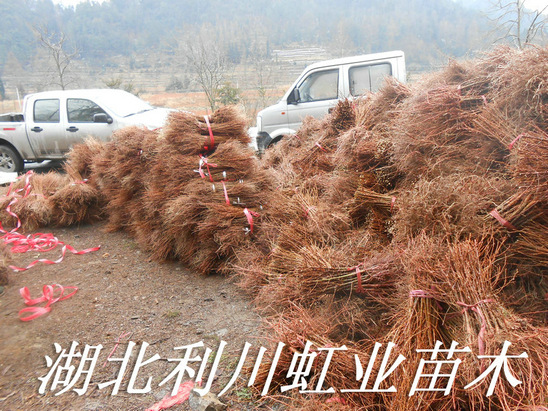 点击打开原图 湖北水杉苗1