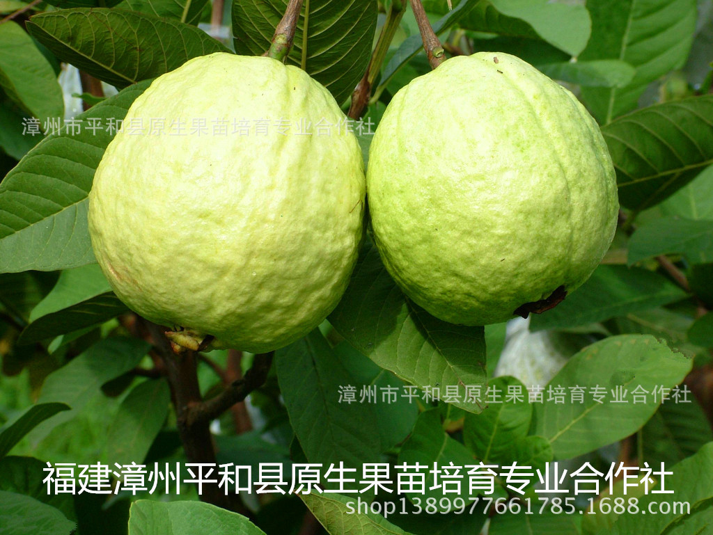 水果苗庭院植物桔子北方南方种果树苗批发番石