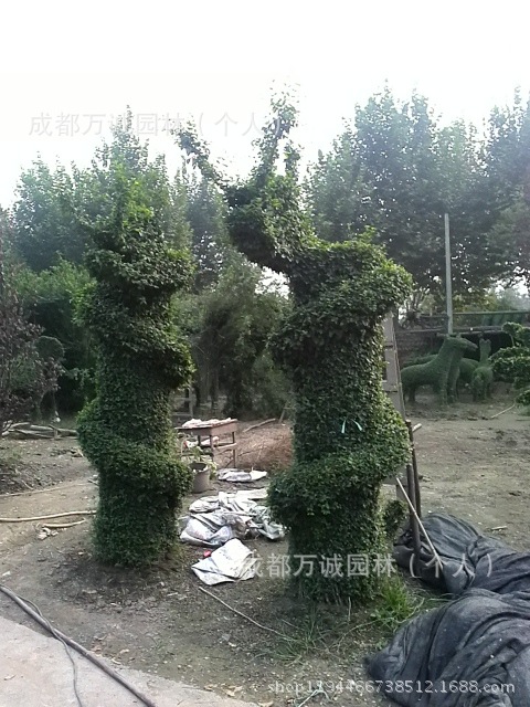 盆景-小叶<em>女贞</em>植物造型龙抱柱 常绿不<em>落叶</em>长9