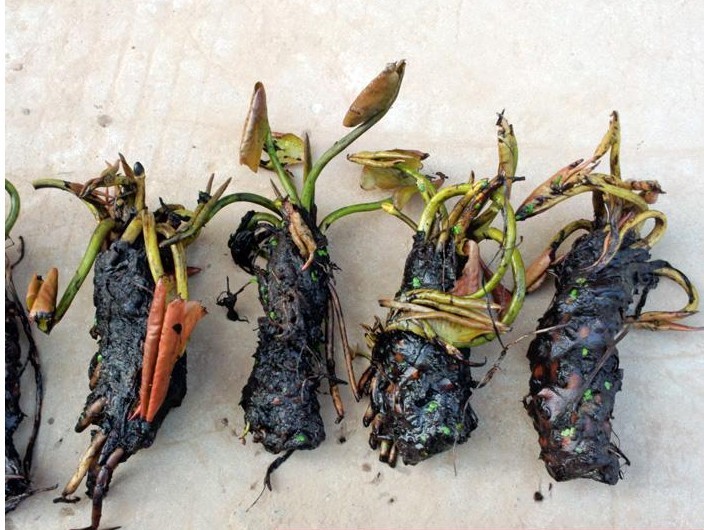 出售睡莲 庭院池塘水塘水生水养花卉植物大盆