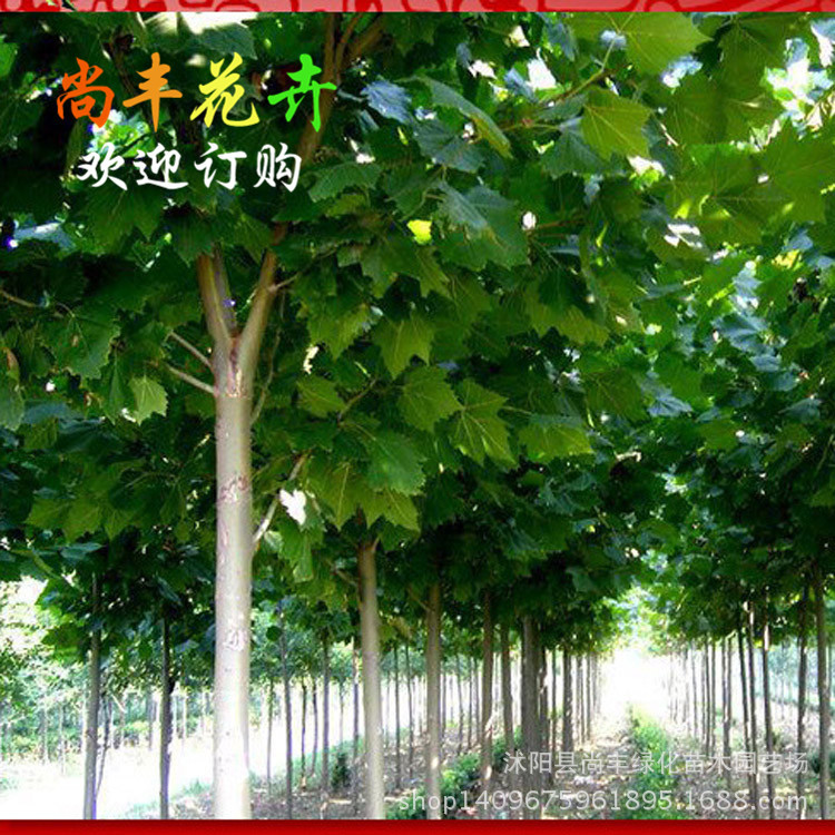 批发法桐种子 千年桐法 国梧桐种子 三球悬铃木种子 行道树种