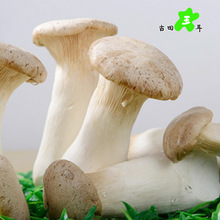 鲜鲍菇_鲜鲍菇批发_鲜鲍菇供应_阿里巴巴
