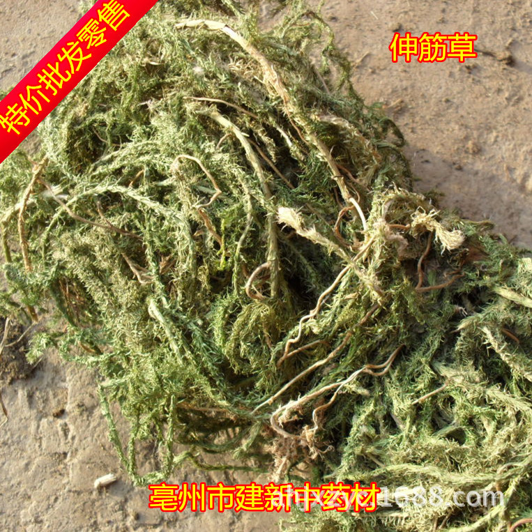 批发伸筋草专业批发舒筋草/龙须草//产地直销/保证正品/假一赔百