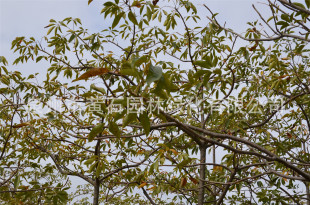 家批发木棉树苗 适合街道 庭院景观 木棉花树批