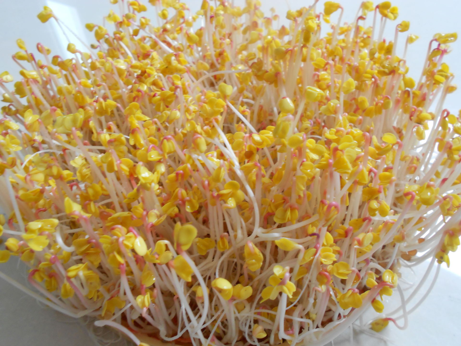 1752493061_116222220