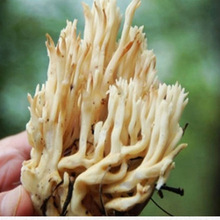 珊瑚菌_珊瑚菌价格_优质珊瑚菌批发\/采购