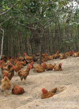 【野生鸡】野生鸡价格\/图片_野生鸡批发\/采购