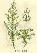 【仁德作为,邦交天下】厂家直销,供应优质优价,茵陈提取物