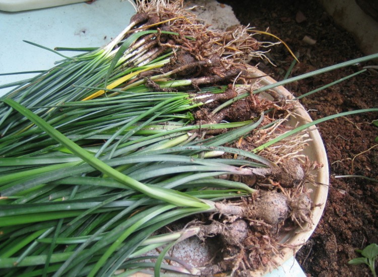 家居绿化 工程绿化 韭兰 葱兰 风雨兰 球根植物 葱兰花种球