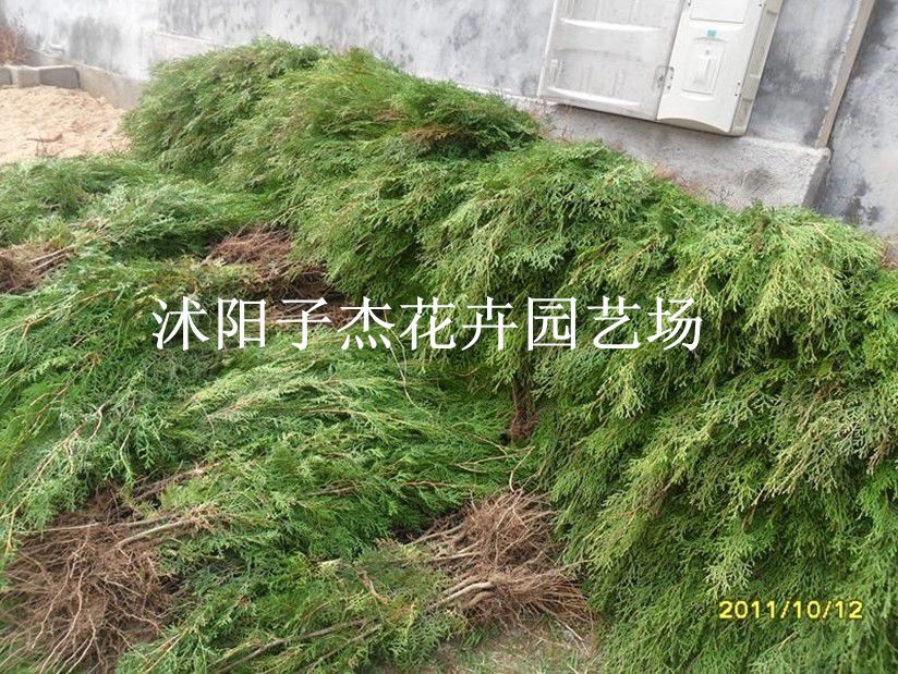 批发绿化柏树,侧柏龙柏小苗嫁接龙柏,龙柏树苗,园林绿化