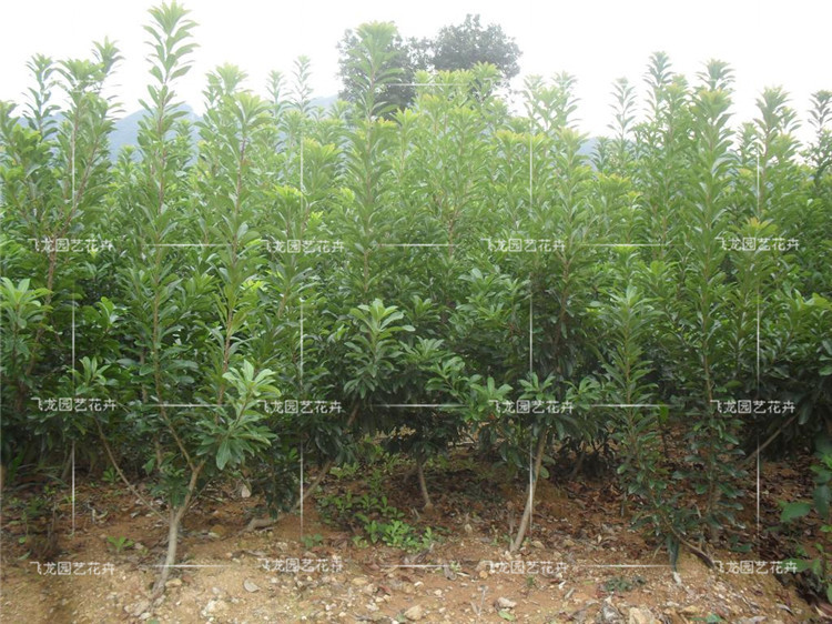 果树-果树苗木杨梅树苗大果型白杨梅品种水晶