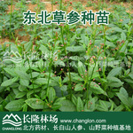 批发出售 草参种苗 簇花芹种苗 纯正地道东北药材种苗 技术支持