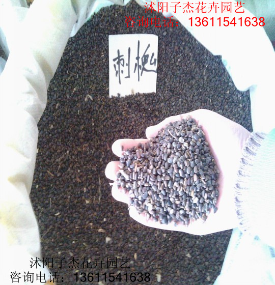 特价出生刺槐种子,刺槐树种子,绿化苗木种,林木种子,发芽率高