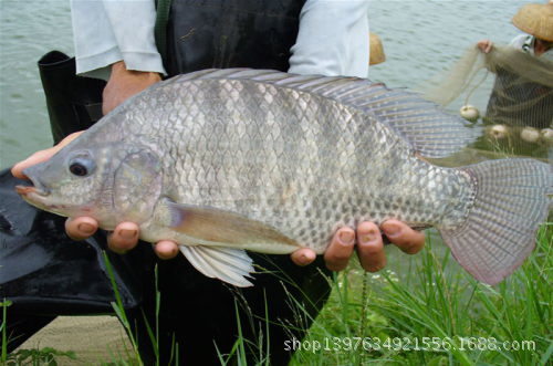 批发采购营养性添加剂-水产养殖鱼虾蟹专用微