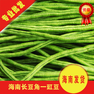 海南冬季豆角/豇豆/长角豆 冬季新鲜蔬菜 有机农场直发