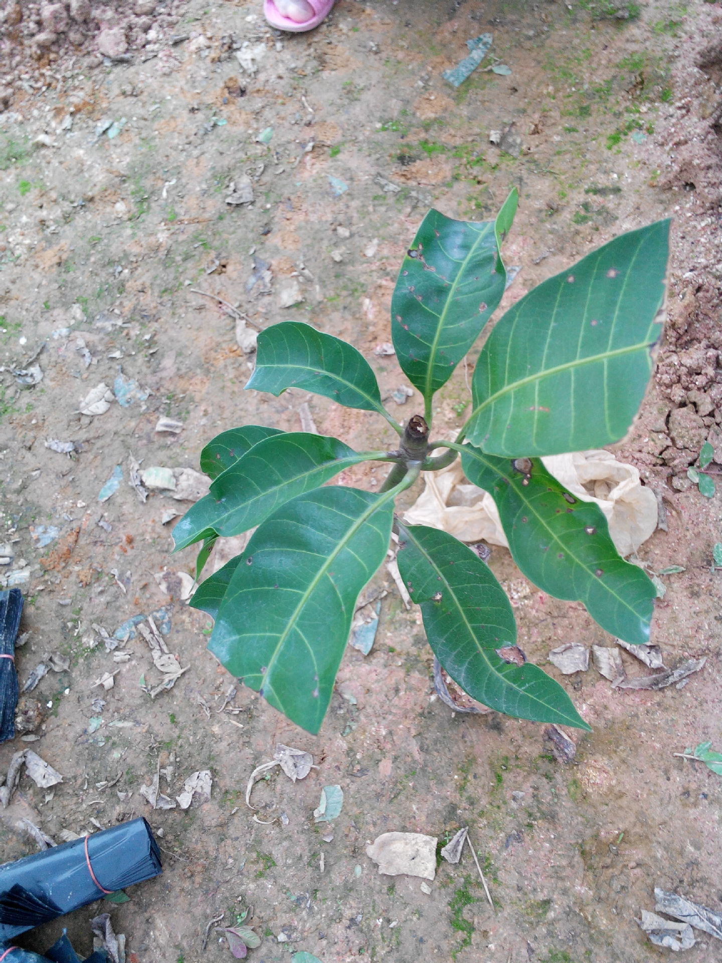 芒果苗-芒果苗--阿里巴巴采购平台求购产品详情