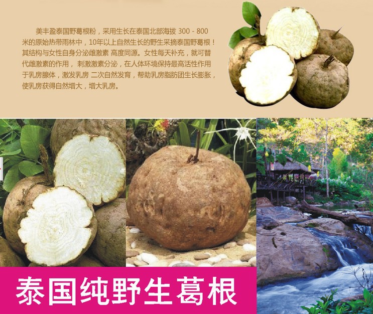 全球公认的丰胸产品泰国野葛根招商中