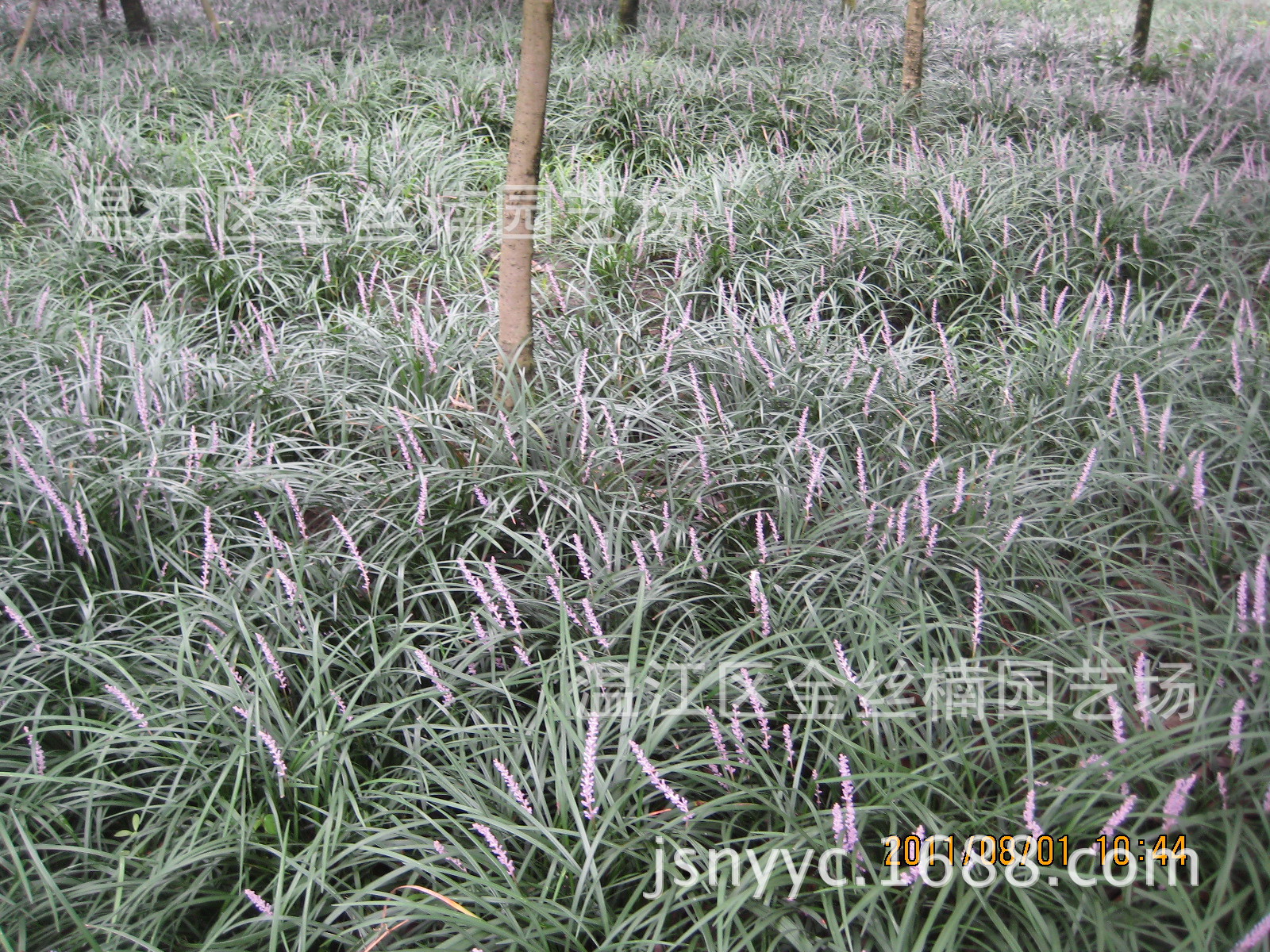 批发吉祥草成都吉祥草价格四川吉祥草基地