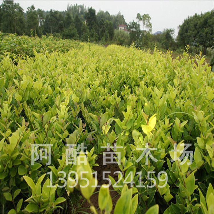 灌木-金森<em>女贞</em> 全国最低价 量最大 绿化工程苗