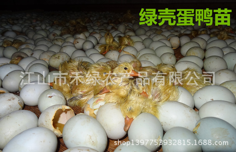 江山市禾绿农产品有限公司供绿壳蛋鸭苗