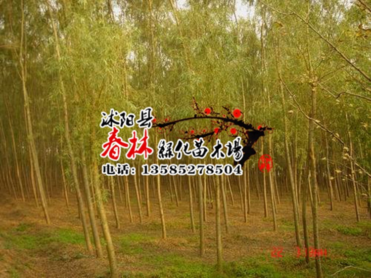 供应黄金柳乔木黄金柳绿化树苗金丝垂柳苗抗虫性高