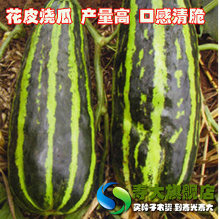 烧瓜
