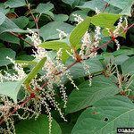 植物醇素_植物醇素价格_优质植物醇素批发\/采