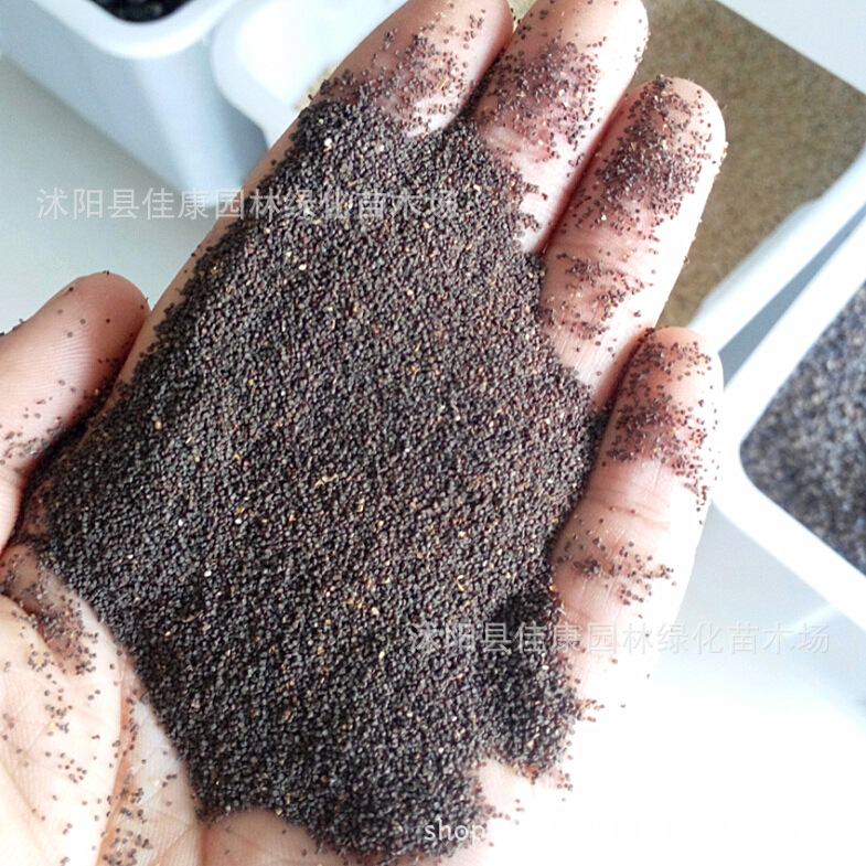 草花种子新采正宗高雪轮种子花卉种子美人草高