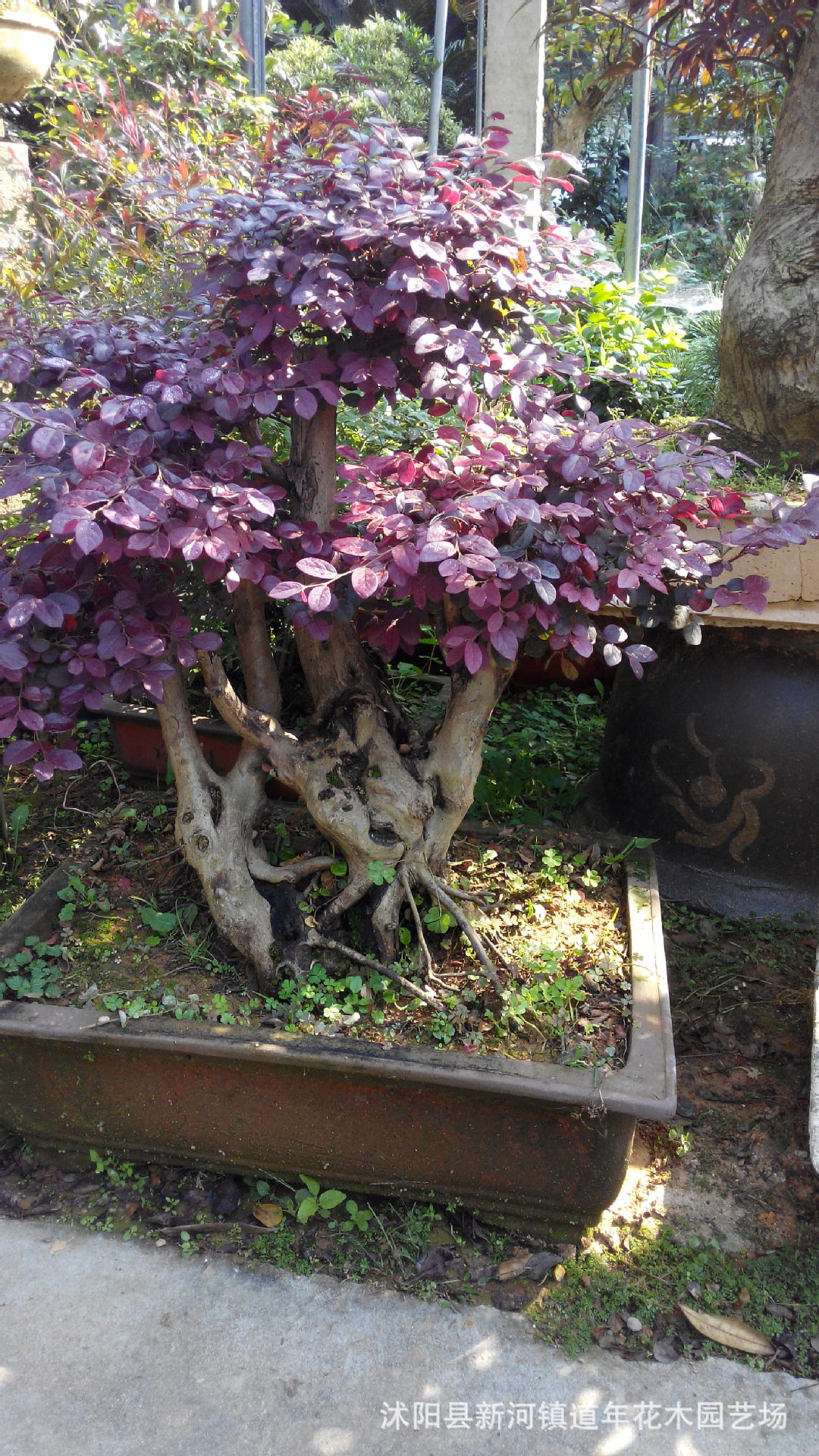 批发大规格红花继木盆景 造型红花继木盆景 盆栽树木盆景 实物