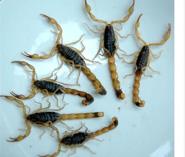名称:全蝎 类别:平肝息风药 拼音:quan ie 拉丁:scorpio 别名:全虫
