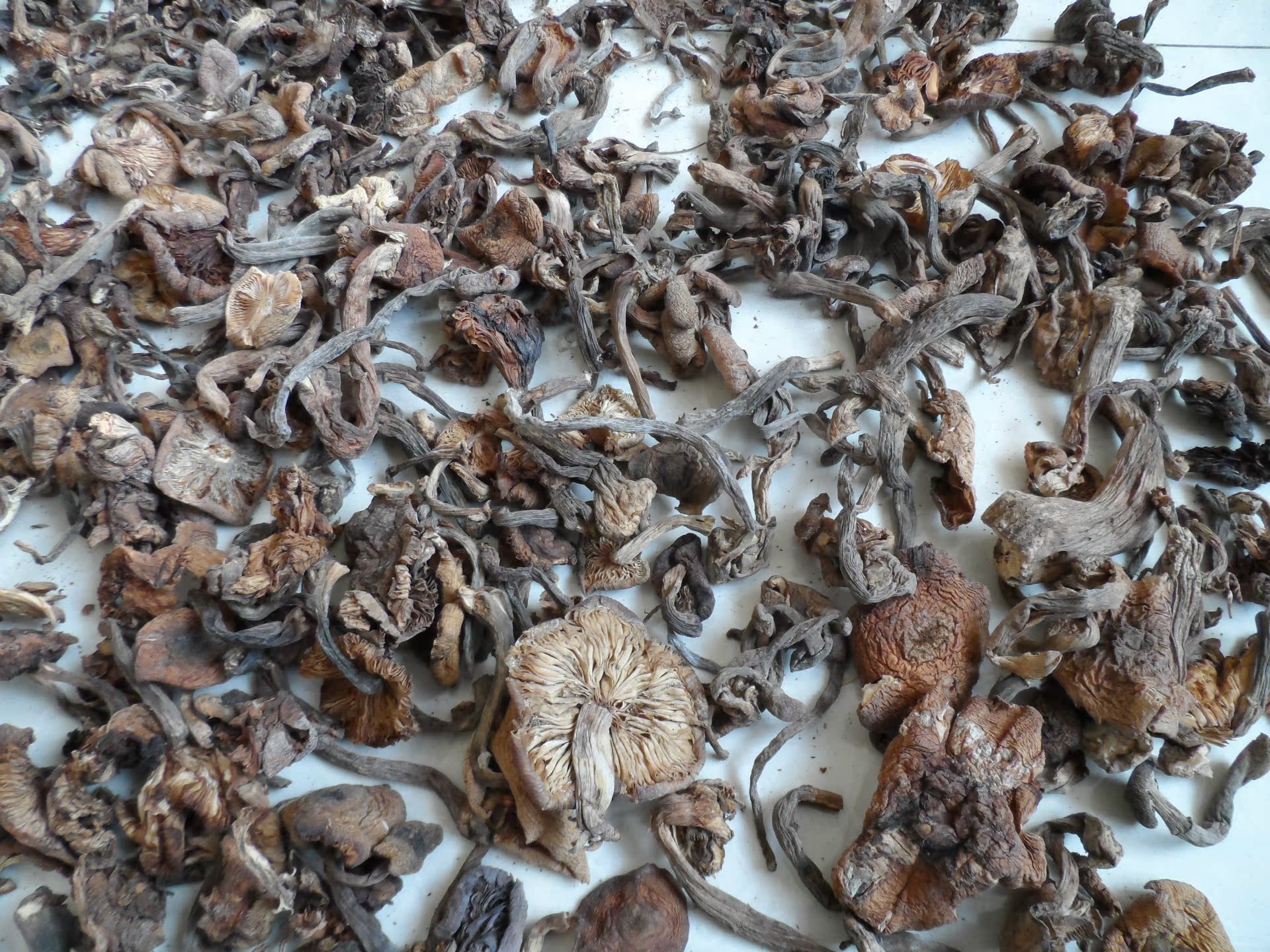 【产地批发】榛蘑(每斤27元)东北野生蘑菇 干蘑菇批发