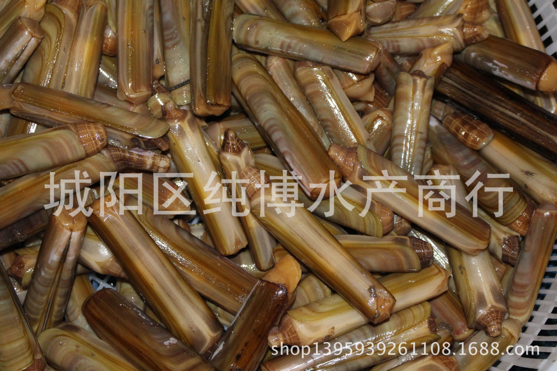 新到野生大竹蛏,蛏子王,无沙竹节蛏