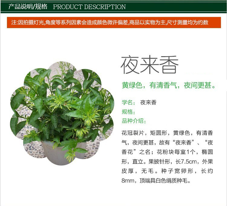 夜来香花苗盆栽 驱蚊花卉绿植 当年开花 驱蚊树 办公室内植物盆栽